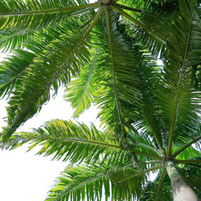Pflanzen und Palmen